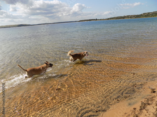 two dogs running in shallow water on beach