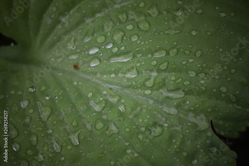 Zielony liść z kroplami wody makro