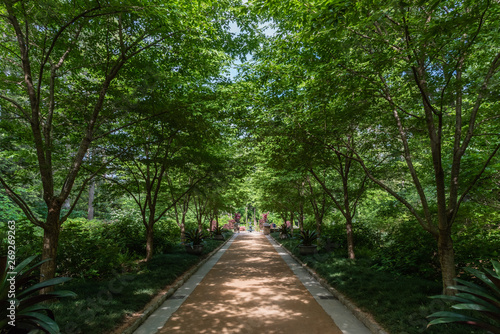 Beautiful shaded alley at a botanical garden in Durham, North Carolina, in springtime