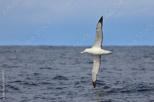 wandering albatross