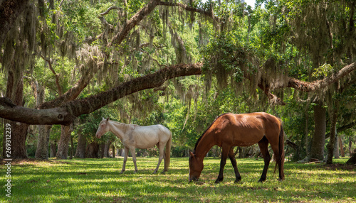 Wild horses at Cumberland Island National Seashore.