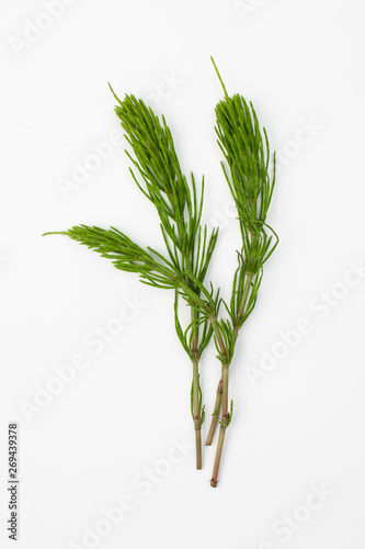 Grass raw horsetail on a white background