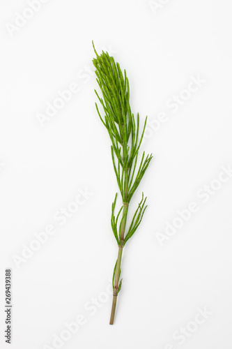 Grass raw horsetail on a white background