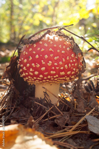 beautiful amanita growing in the sunny autumn forest among the withered foliage. Red hat with white dots under the sprigs of coniferous trees.