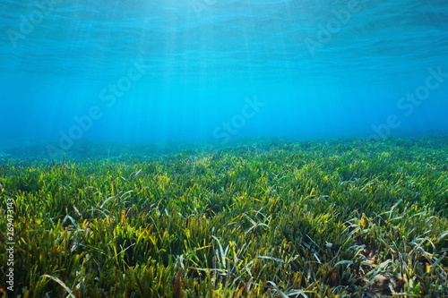 Seabed with Neptune grass Posidonia oceanica underwater in the Mediterranean sea, Alpes Maritimes, France