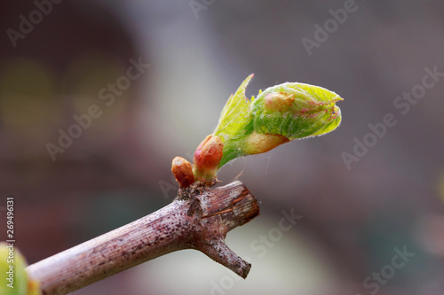 sprout of grapes