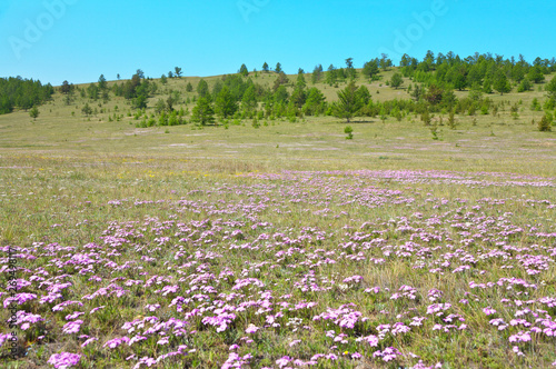 Baikal. Olkhon Island in the spring sunny day. Green meadow with pink wild flowers of saxifrage near Uzury village