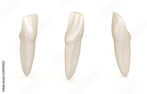 Dental anatomy - mandibular central incisor tooth. Medically accurate dental 3D illustration