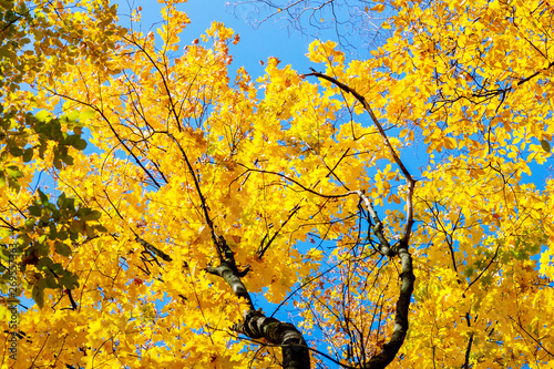 Yellow autumn leaves on a tree on a blue sky background in sunny weather_