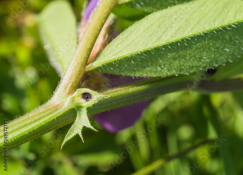 Zaun-Wicke, Vicia sepium, Nektarium, Drüse, Detail, close up