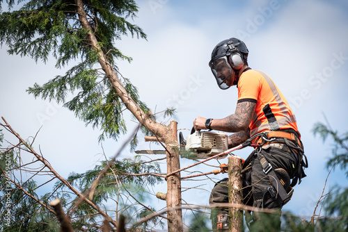 Tree surgeon hanging from ropes in the crown of a tree using a chainsaw to cut branches down. The adult male is wearing full safety equipment.