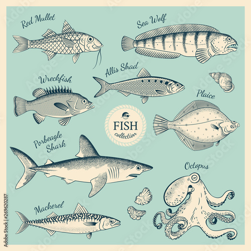 Vintage fish illustration set