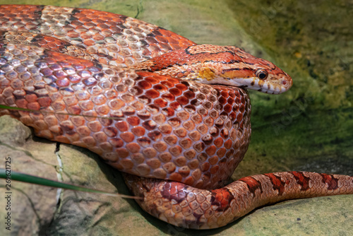 Eastern Corn Snake (Pantherophis guttatus), close up