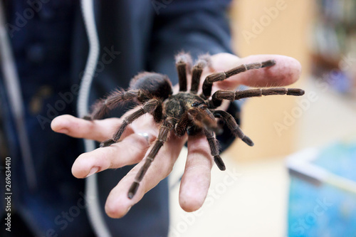Spider tarantula Phormictopus auratus sitting on a hand. At the exhibition of exotic animals, contact zoo. reporting shooting.