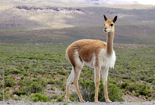 Vicuna near the Colca Canyon