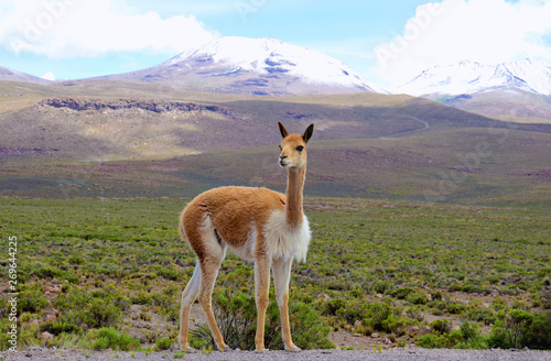 Vicuna near the Colca Canyon