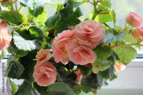 Begonia tuberhybrida in a pot on the windowsill close up