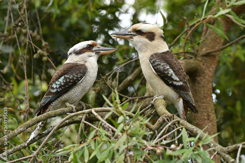 Laughing Kookaburra pair