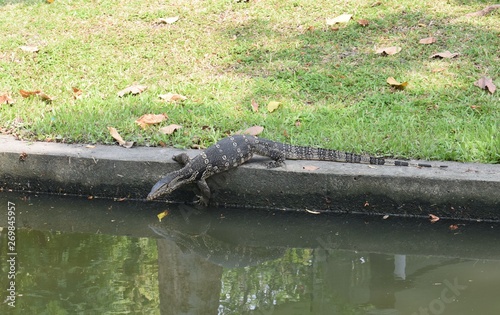 waran lesny, bangkok, Tajlandia