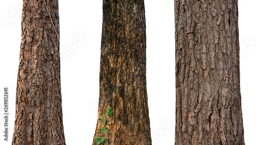 isolated tree trunk Collection on White Backdrop