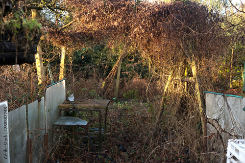 Abandoned overgrown messy garden