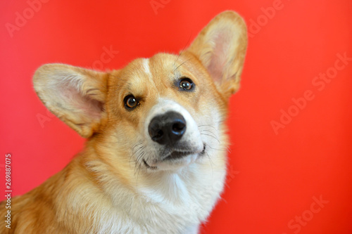 Corgi