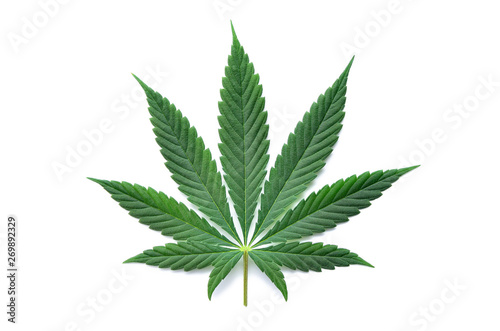 Green cannabis leaves isolated on white background. Growing medical marijuana.