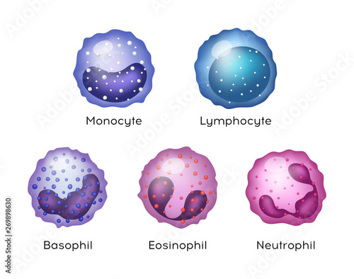 Illustration of Monocyte, Lymphocyte, Eosinophil, Neutrophil, Basophil .Vector blood cells.