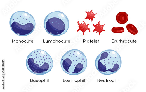 Vector set of Monocyte, Lymphocyte, Eosinophil, Neutrophil, Basophil, Platelet, Erythrocytes. Types of blood cells.