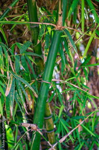 Bamboo tree with green leaves and plants