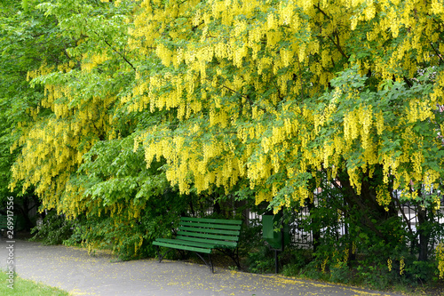 Plentiful blossoming of a bean tree (Laburnum anagyroides Medik.)