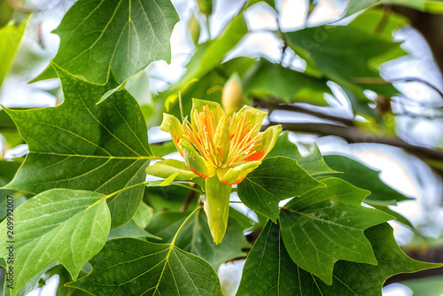 Amazing nature floral background with flowering Tulip tree or Liriodendron in the spring garden, photography of beautiful flowers suitable for wallpaper or desktop background