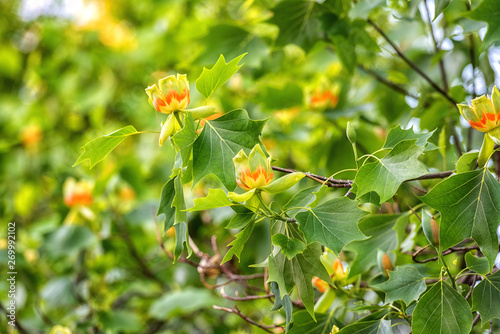 Amazing nature floral background with flowering Tulip tree or Liriodendron in the spring garden, photography of beautiful flowers suitable for wallpaper or desktop background