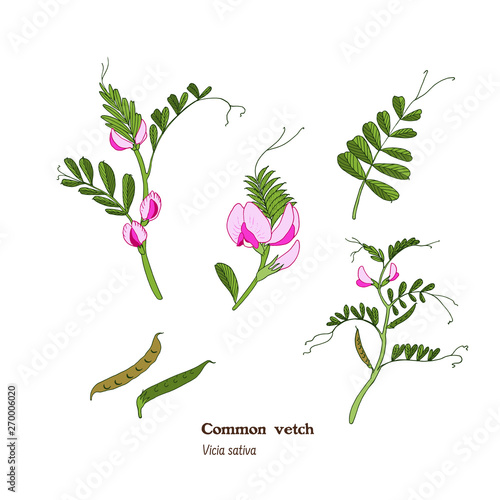 Vicia sativa (common vetch) set of illistrations with flowers, leaves, stems and beans in simple vintage style.