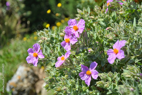 Cistus incanus Rock rose flowers growing in France