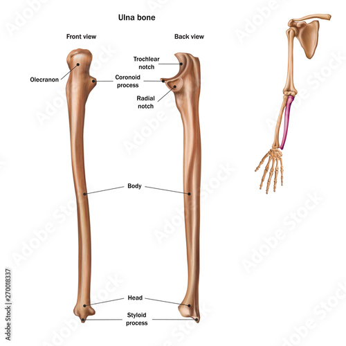 The structure of the ulna bone with the name and description of all sites. Back and front view. Human anatomy.