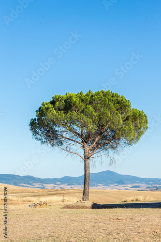 Stone pine tree, botanical name Pinus pinea, also known as the Italian stone pine, umbrella or parasol pine, is a tree from the pine family. The tree is native to the Mediterranean region.