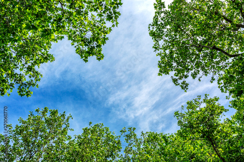 Blue sky framed by flowering tree branches