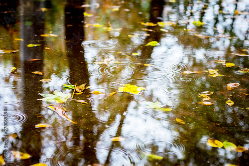 Yellow leaves in water during rain, reflection of trees in the water
