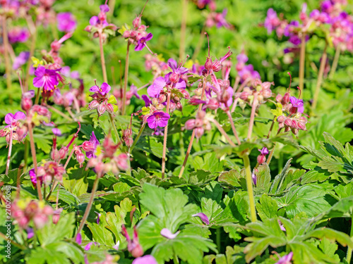 Blühender Storchschnabel, Geranium cantabrigiense