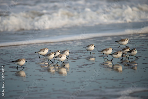 Strandläufer