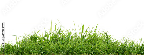 Fresh green grass isolated against a white background