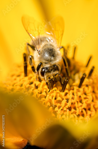Bee. The bee pollinates a yellow flower of Heliopsis. Closeup. Pollinations of concept. Closeup