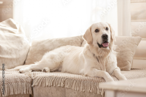 Cute big white dog lies on a sofa in a cozy country house and looks into the camera. Concept of happy pets