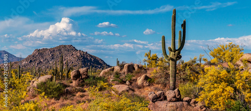 Classic Arizona Desert Landscape In The Spring