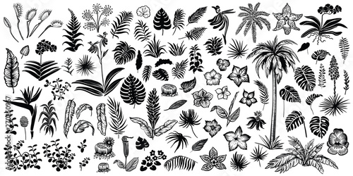 Tropical leaves and flowers, vector line and silhouette sketches. Big collection of exotical flora.