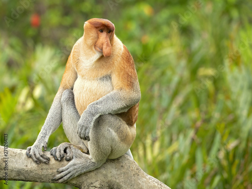 Proboscis monkey (Nasalis larvatus) or long-nosed monkey, known as the bekantan in Indonesia, is a reddish-brown arboreal Old World monkey with an unusually large nose. It is endemic to Borneo