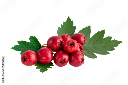 Hawthorn or common hawthorn or Crataegus monogyna berries isolated on white background