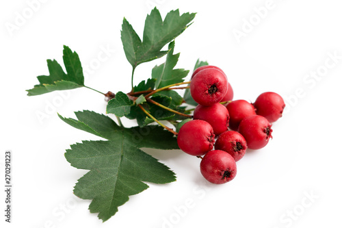 Hawthorn red berries with leaf isolated on white background