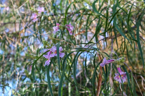 DESERT WILLOW 29 PALMS 